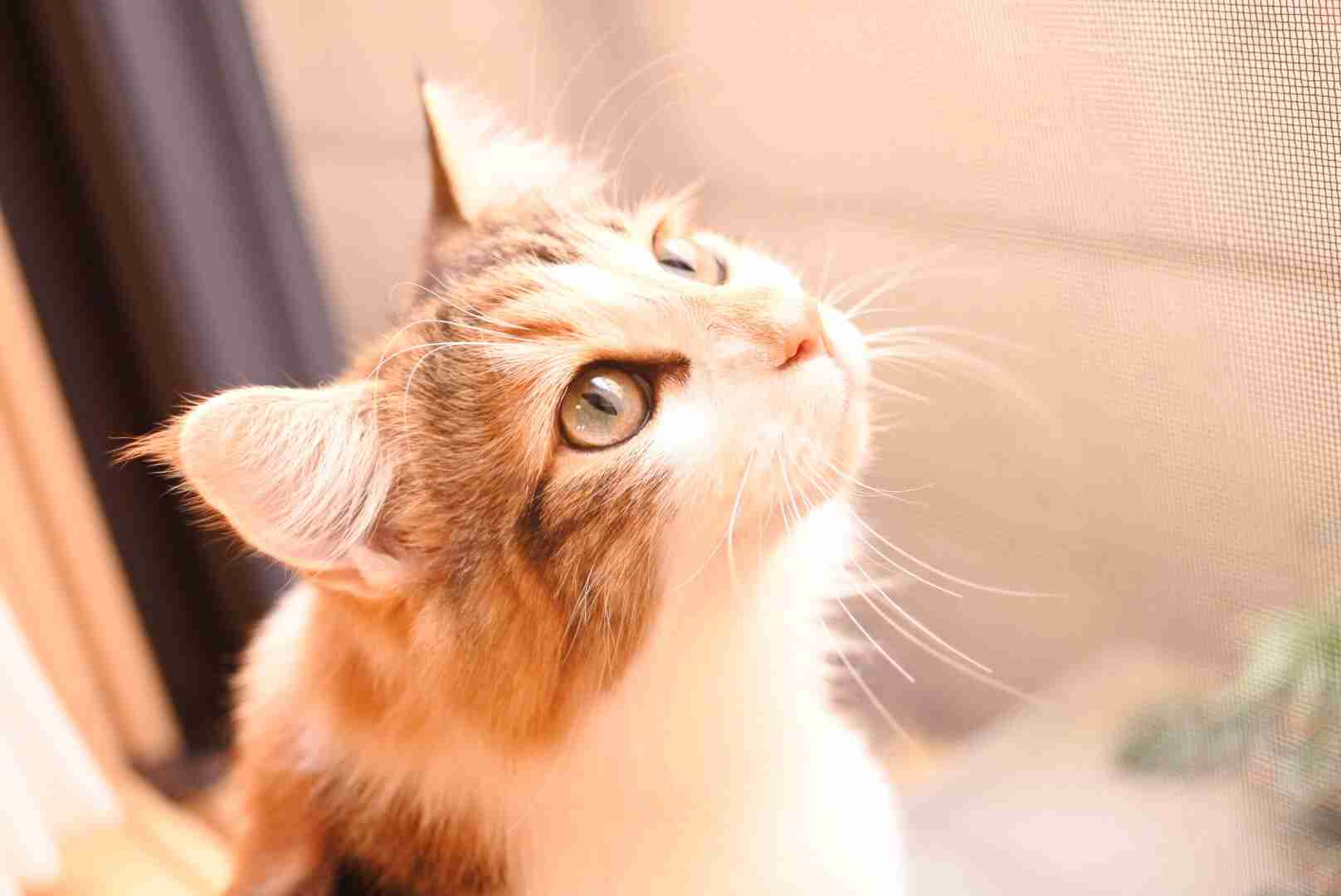 上手に撮れた!お気に入り写真を見せて下さい☆