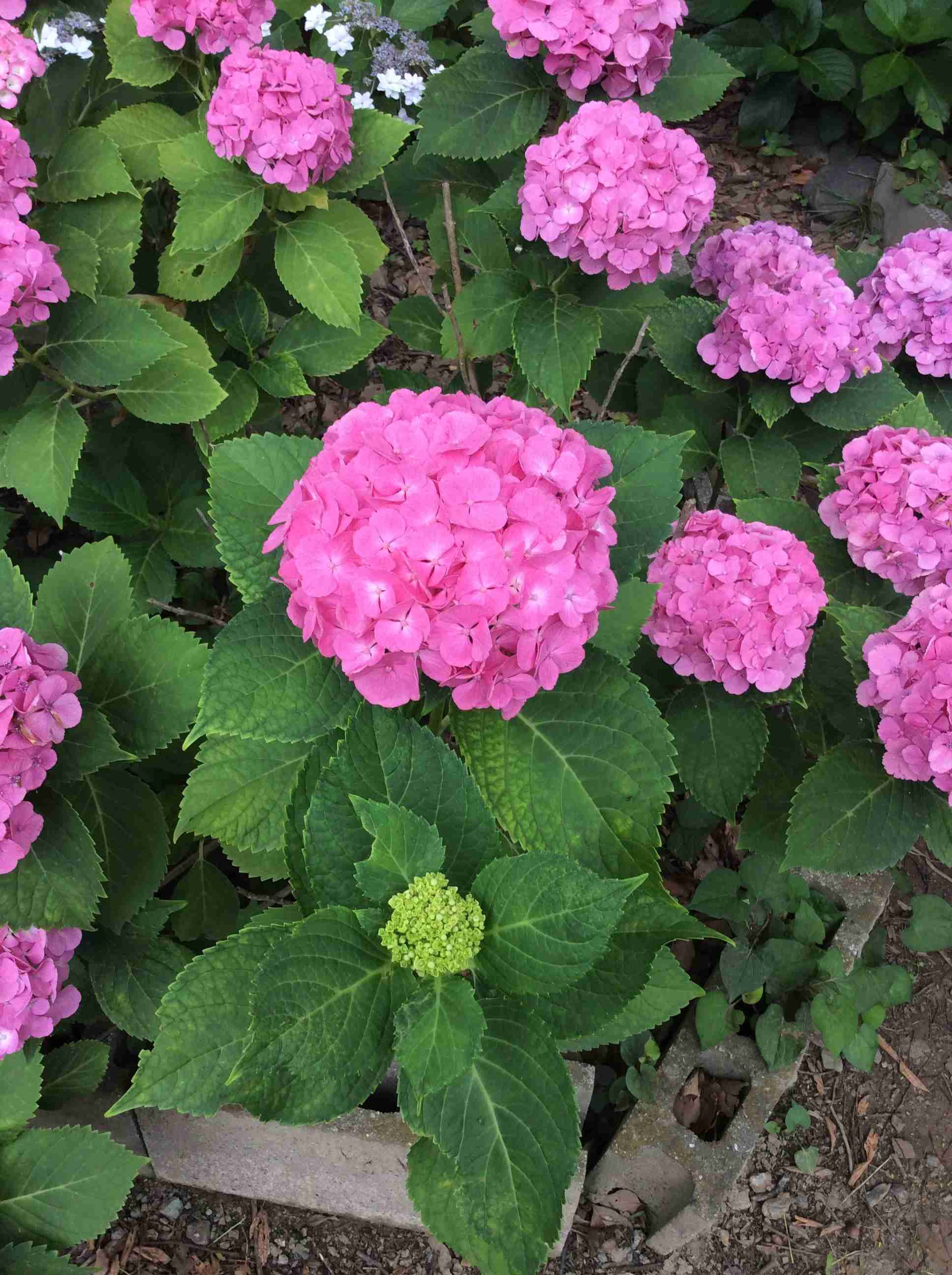 上手に撮れた!お気に入り写真を見せて下さい☆