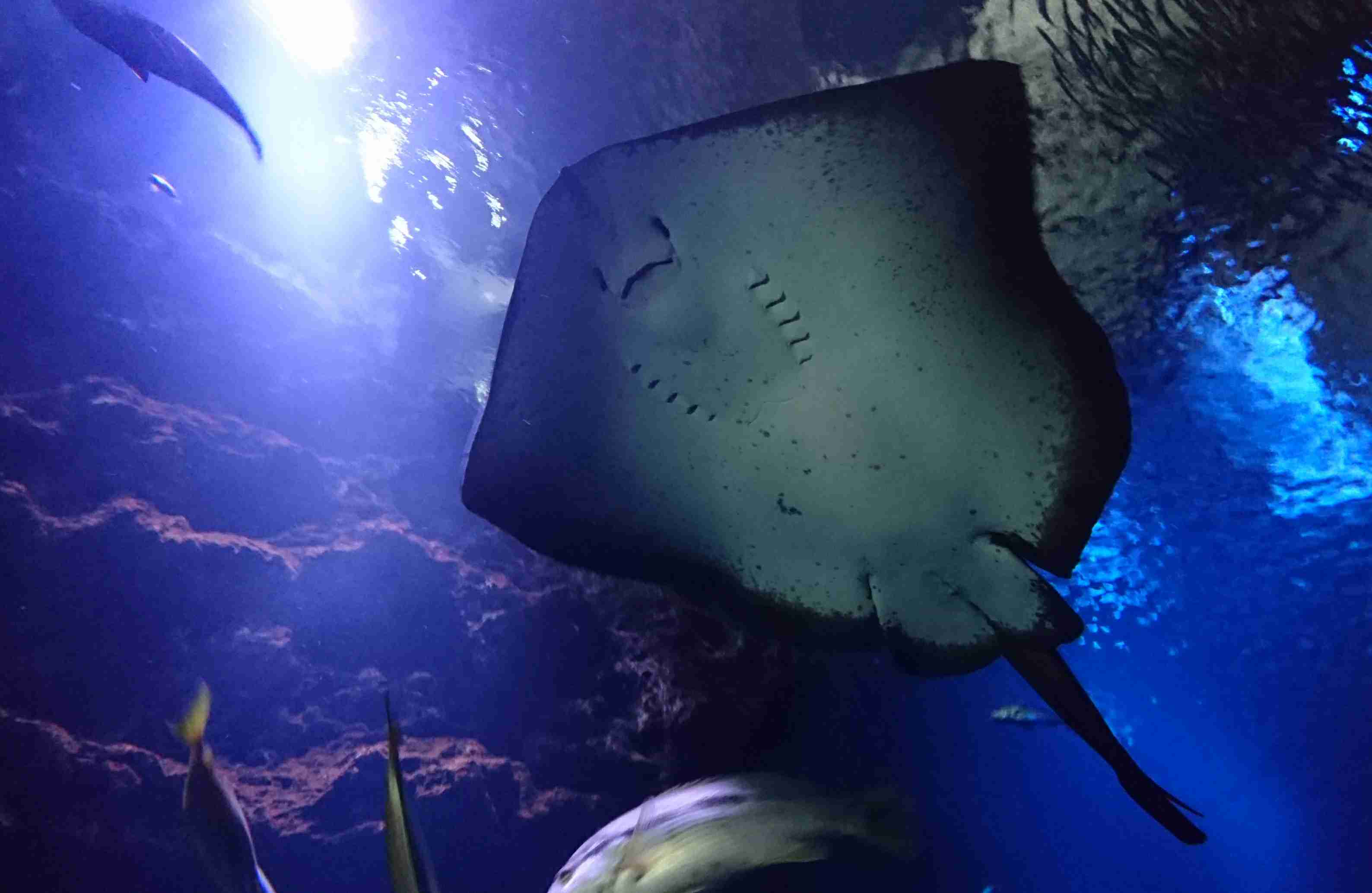 上手に撮れた!お気に入り写真を見せて下さい☆