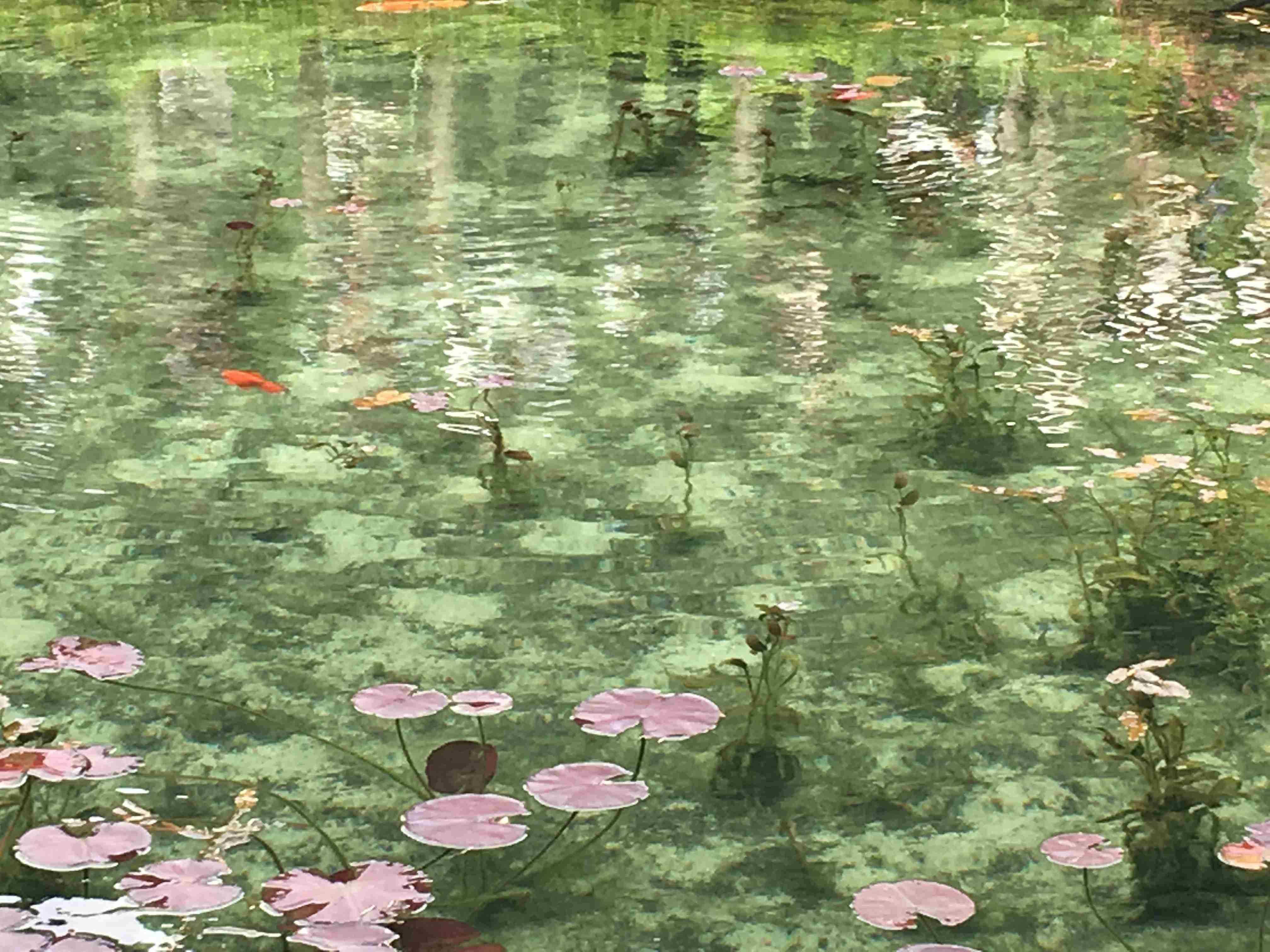 上手に撮れた!お気に入り写真を見せて下さい☆
