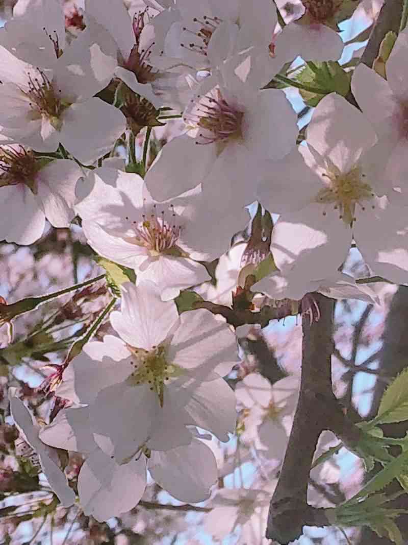 上手に撮れた!お気に入り写真を見せて下さい☆