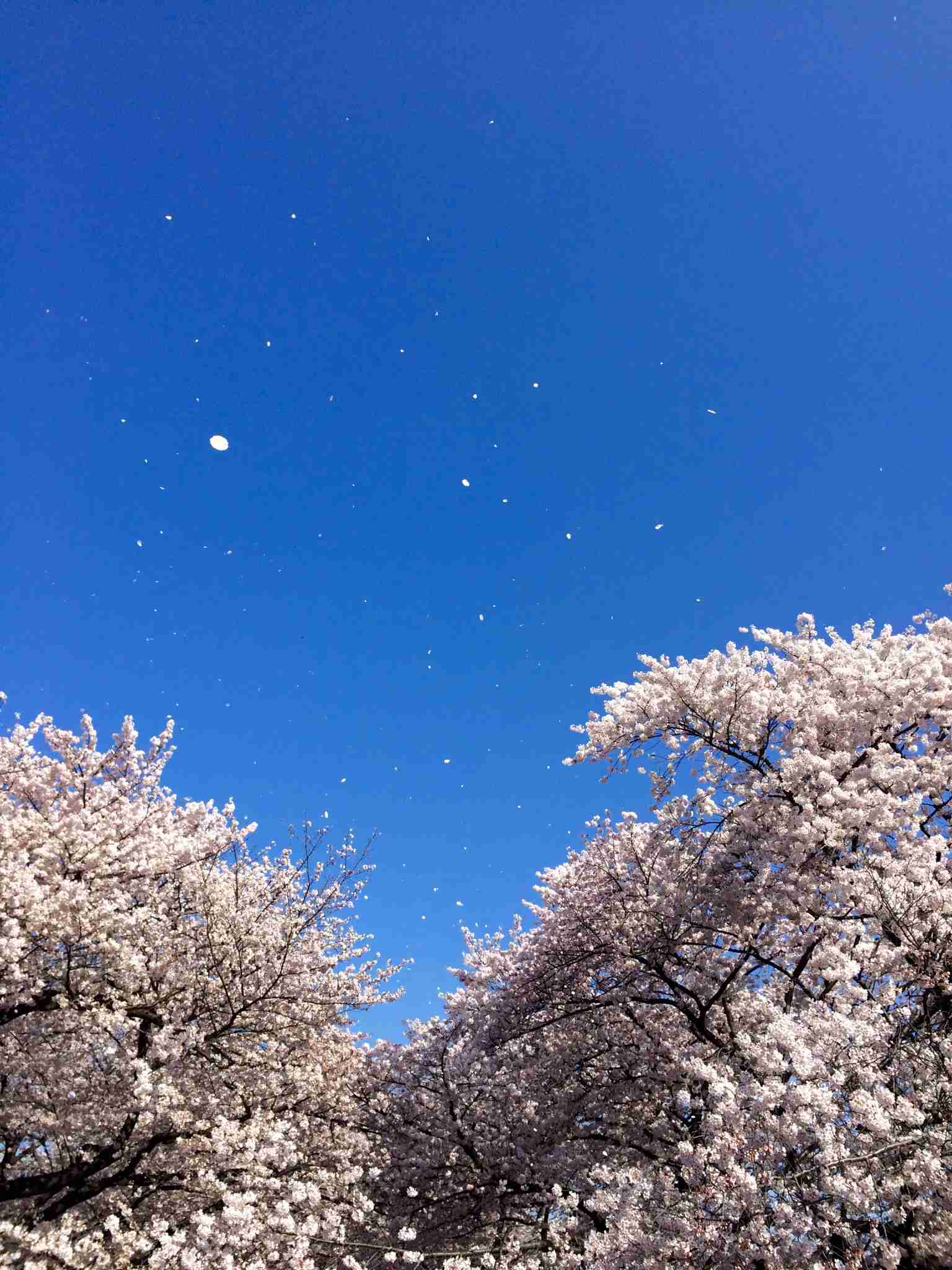 上手に撮れた!お気に入り写真を見せて下さい☆