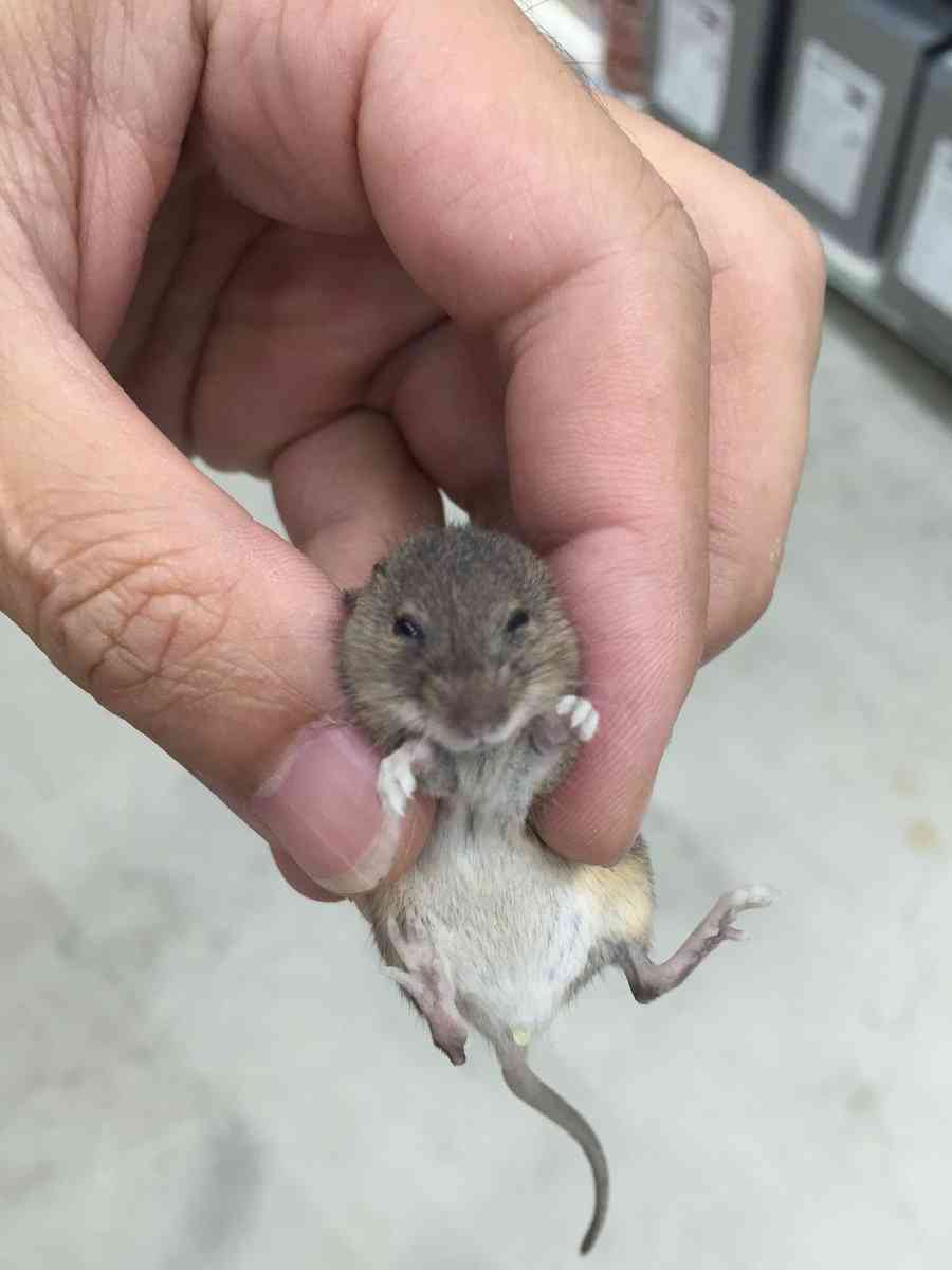旦那、彼氏が小動物（虫）嫌い