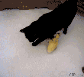 【画像＆GIF】ただテクテク歩いているだけのトピ