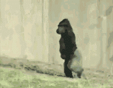 【画像＆GIF】ただテクテク歩いているだけのトピ