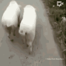 【画像＆GIF】ただテクテク歩いているだけのトピ
