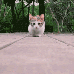 【画像＆GIF】ただテクテク歩いているだけのトピ