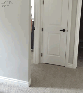 【画像＆GIF】ただテクテク歩いているだけのトピ