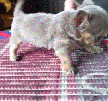 【画像＆GIF】ただテクテク歩いているだけのトピ