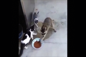 【画像＆GIF】ただテクテク歩いているだけのトピ