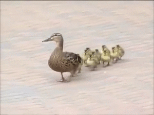 【画像＆GIF】ただテクテク歩いているだけのトピ
