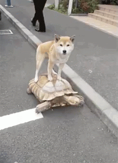 【画像＆GIF】ただテクテク歩いているだけのトピ