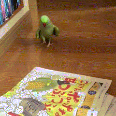 【画像＆GIF】ただテクテク歩いているだけのトピ