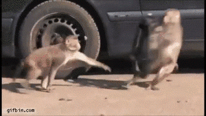 【画像＆GIF】ただテクテク歩いているだけのトピ