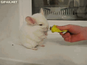 【画像＆GIF】ただテクテク歩いているだけのトピ