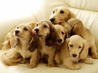 他人の家に犬を連れていくことについて