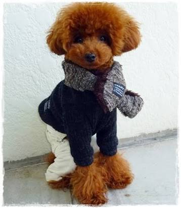 他人の家に犬を連れていくことについて
