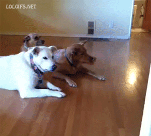 他人の家に犬を連れていくことについて