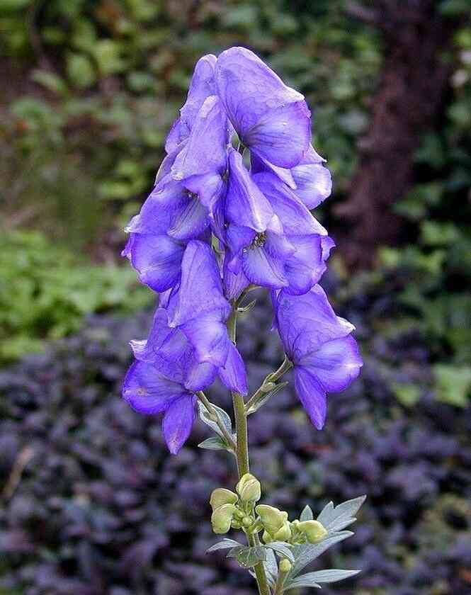 知ってる花の画像と花の名前