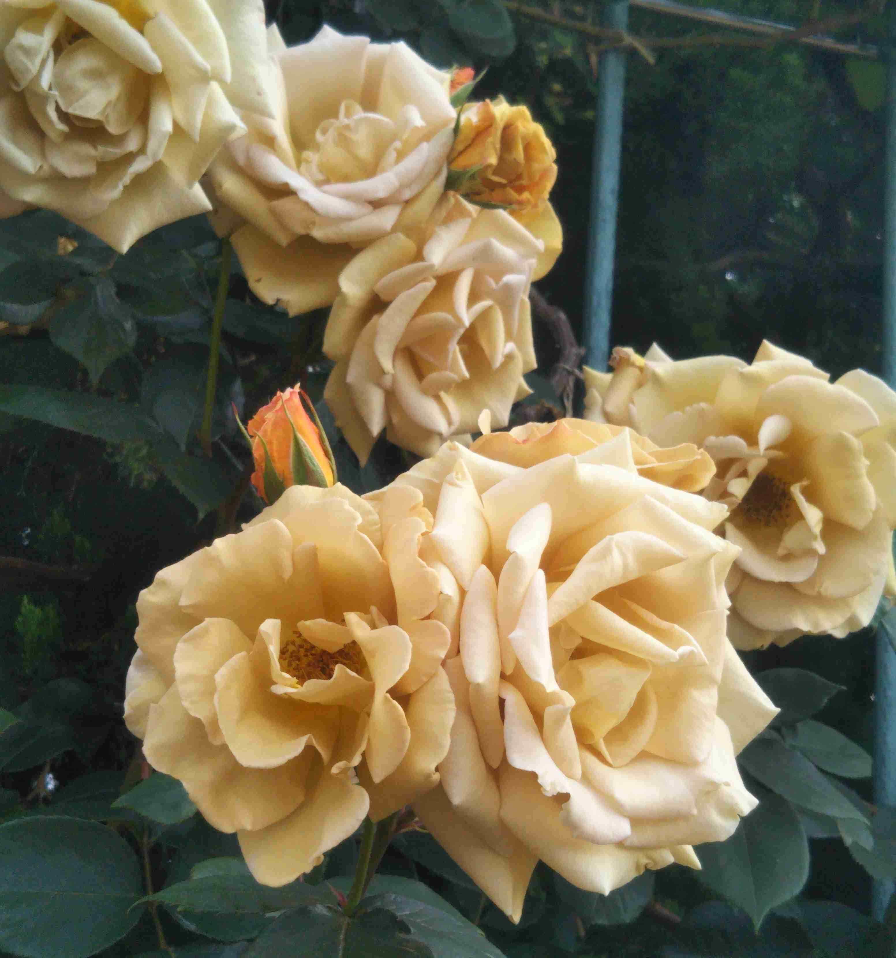 知ってる花の画像と花の名前