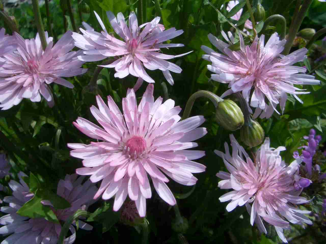 知ってる花の画像と花の名前