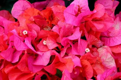 知ってる花の画像と花の名前