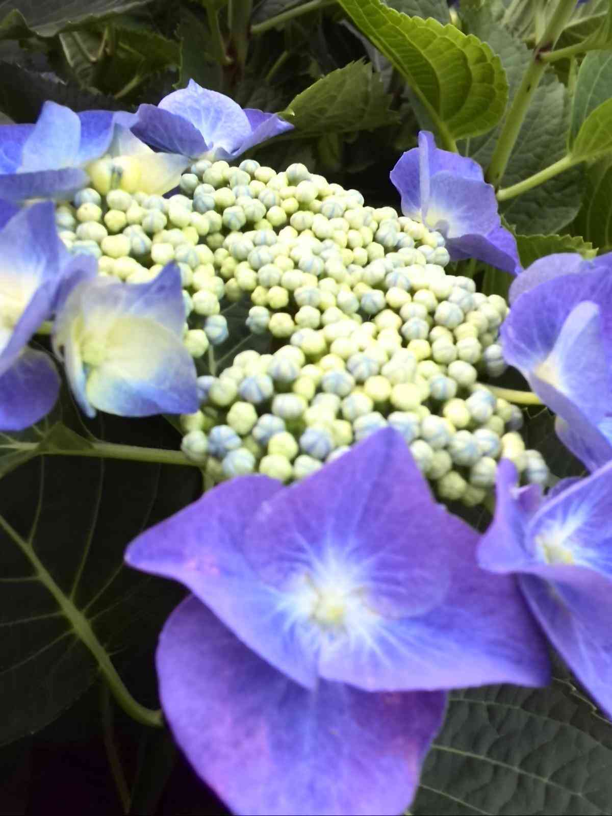 知ってる花の画像と花の名前