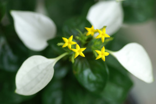 知ってる花の画像と花の名前