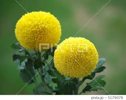 知ってる花の画像と花の名前
