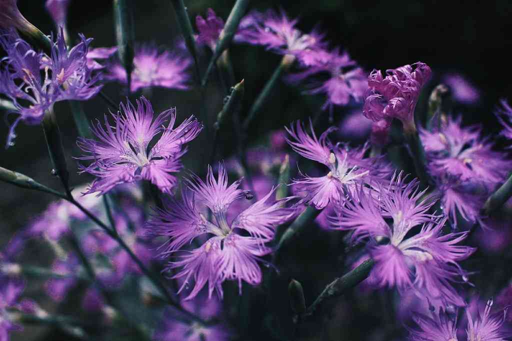 知ってる花の画像と花の名前