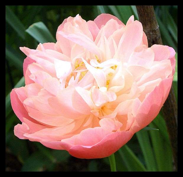 知ってる花の画像と花の名前