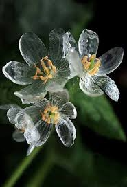 知ってる花の画像と花の名前