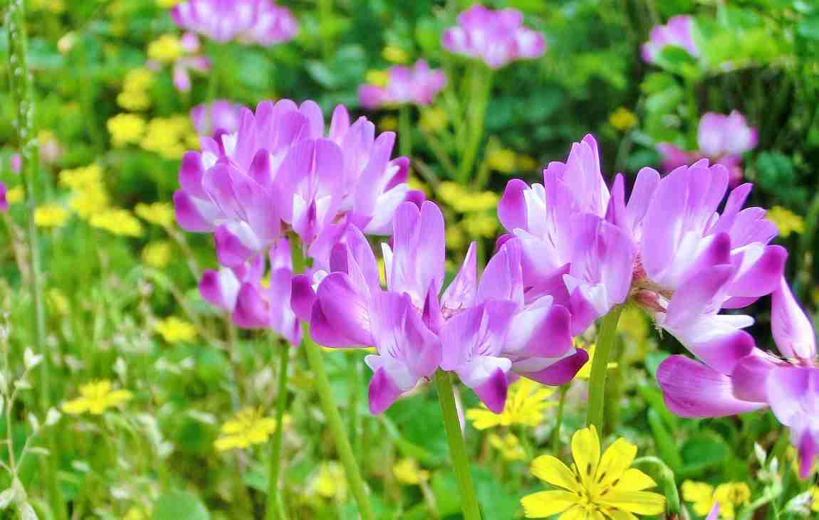 知ってる花の画像と花の名前