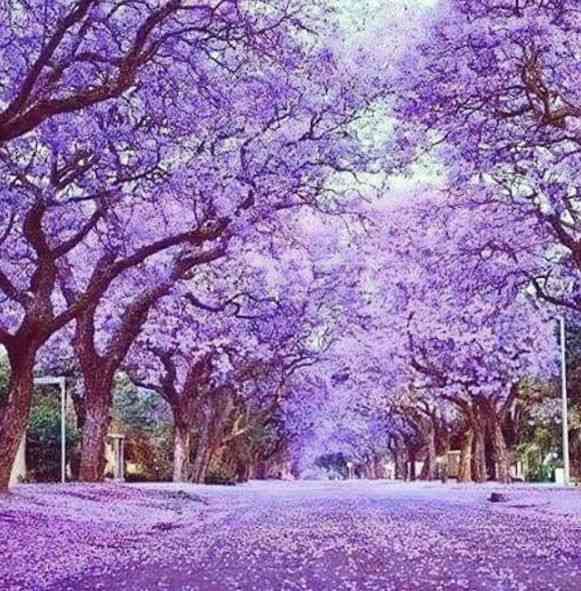 知ってる花の画像と花の名前
