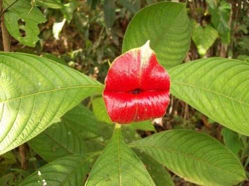 知ってる花の画像と花の名前