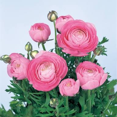 知ってる花の画像と花の名前