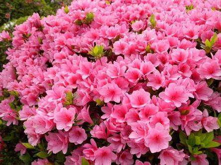 知ってる花の画像と花の名前
