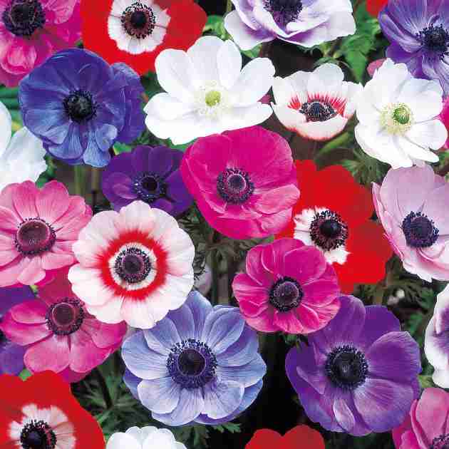 知ってる花の画像と花の名前