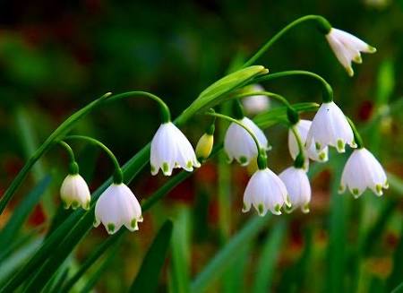 知ってる花の画像と花の名前