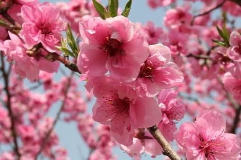 知ってる花の画像と花の名前
