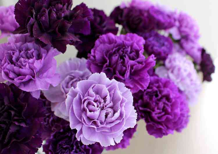 知ってる花の画像と花の名前