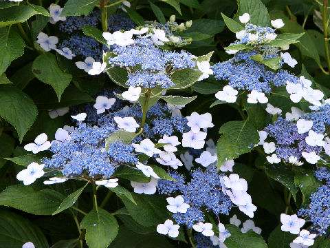 知ってる花の画像と花の名前