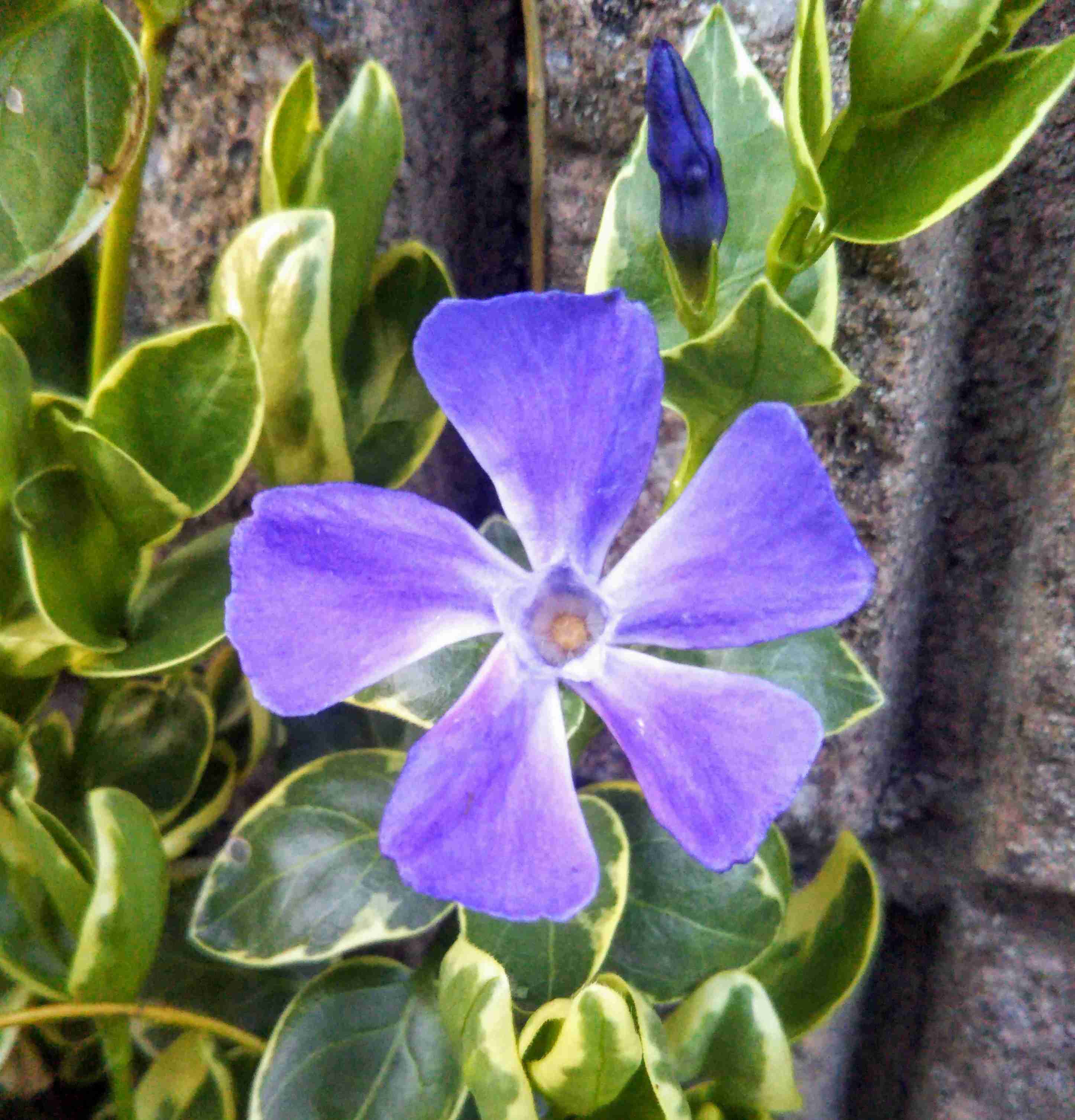 知ってる花の画像と花の名前