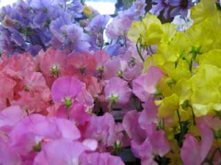 知ってる花の画像と花の名前