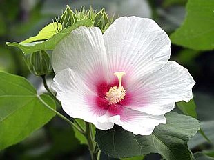 知ってる花の画像と花の名前