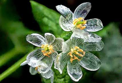 知ってる花の画像と花の名前
