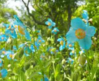 知ってる花の画像と花の名前