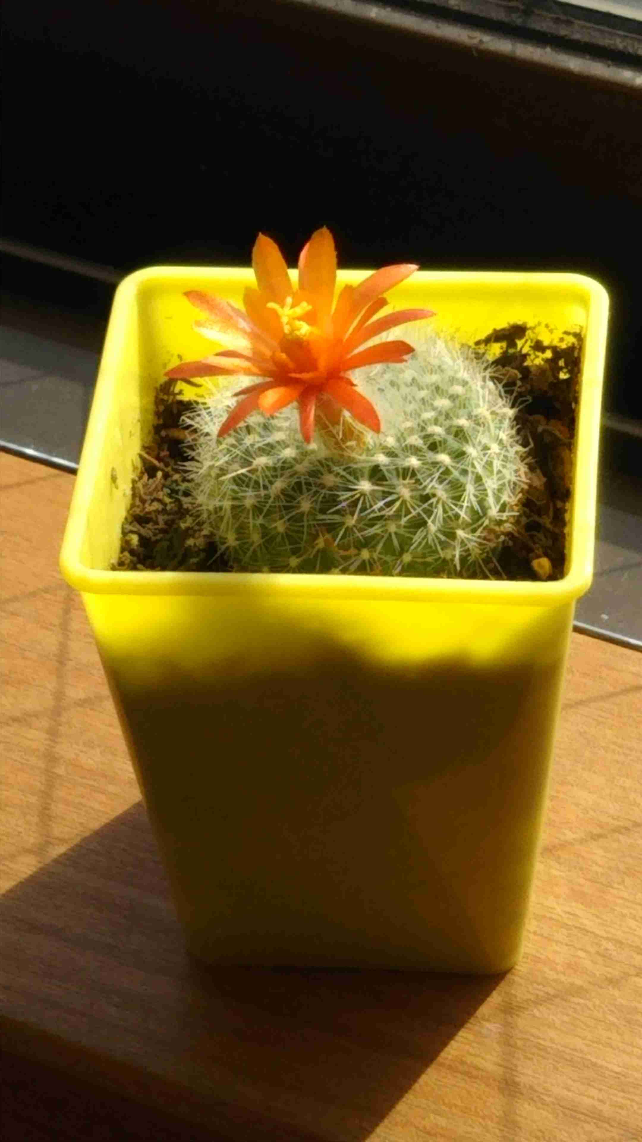 知ってる花の画像と花の名前