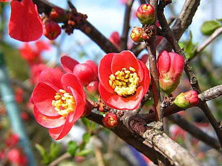 知ってる花の画像と花の名前