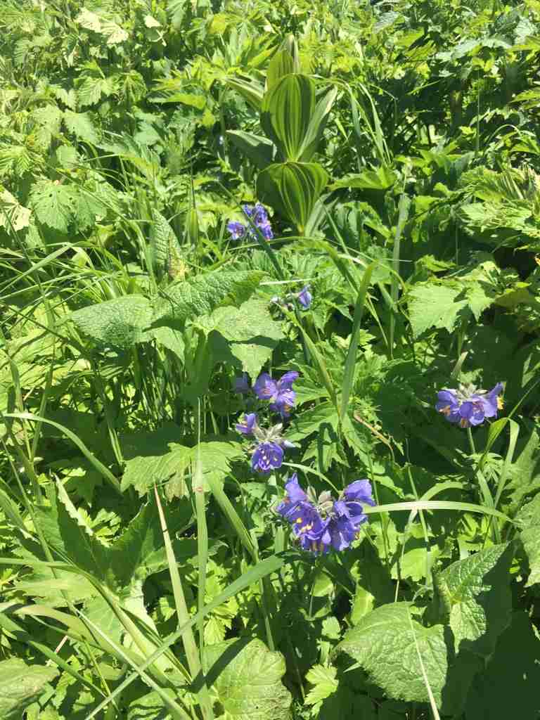 知ってる花の画像と花の名前